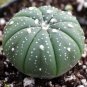 Astrophytum asterias Prickly Pearceae Planets 10 PCS Seeds