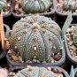 Astrophytum asterias Prickly Pearceae Planets 10 PCS Seeds