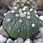 Astrophytum asterias Prickly Pearceae Planets 10 PCS Seeds