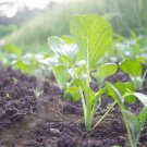 Asian Yu Choy Choi Sum Choy Sum Chinese Flowering 3600 PCS Seeds