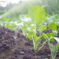 Asian Yu Choy Choi Sum Choy Sum Chinese Flowering 3600 PCS Seeds