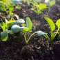 Asian Yu Choy Choi Sum Choy Sum Chinese Flowering 3600 PCS Seeds