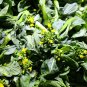 Asian Yu Choy Choi Sum Choy Sum Chinese Flowering 3600 PCS Seeds