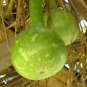 Asian Vegetable Calabash Round Edible Bottle Gourd 100 PCS Seeds