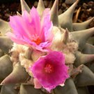 Ariocarpus retusus 'confusus' Deep Magenta Flowers 10 PCS Seeds Ariocarpus retusus 'confusus' Deep Magenta Flowers 10 PCS Seeds