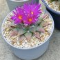 Ariocarpus retusus 'confusus' Deep Magenta Flowers 10 PCS Seeds