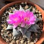 Ariocarpus retusus 'confusus' Deep Magenta Flowers 10 PCS Seeds