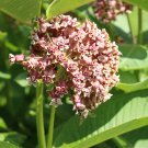 Asclepias purpurascens Purple Milkweed (Monarch Host Plant) 30 PCS Seeds