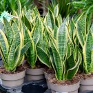 Artificial Succulent Agave Sansevieria Trifasciata Bonsai Potted 300 PCS Seeds