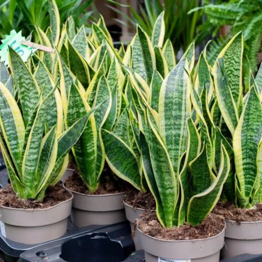 Artificial Succulent Agave Sansevieria Trifasciata Bonsai Potted 300 PCS Seeds