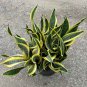 Artificial Succulent Agave Sansevieria Trifasciata Bonsai Potted 300 PCS Seeds