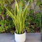 Artificial Succulent Agave Sansevieria Trifasciata Bonsai Potted 300 PCS Seeds