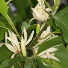 Aromatic Michelia Alba Flower Magnolia Bonsai Plant Perfume Plant 100 PCS Seeds