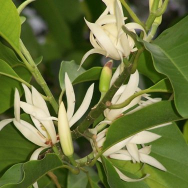 Aromatic Michelia Alba Flower Magnolia Bonsai Plant Perfume Plant 100 PCS Seeds