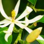 Aromatic Michelia Alba Flower Magnolia Bonsai Plant Perfume Plant 100 PCS Seeds