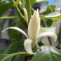 Aromatic Michelia Alba Flower Magnolia Bonsai Plant Perfume Plant 100 PCS Seeds