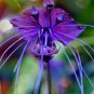 Black Tiger Shall Orchid Flowers Scented Perennial 100 PCS Seeds