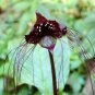 Black Tiger Shall Orchid Flowers Scented Perennial 100 PCS Seeds