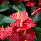 Anthurium Andraeanu Bonsai Plants Balcony Potted Anthurium Bonsai 100 PCS Seeds
