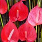 Anthurium Andraeanu Bonsai Plants Balcony Potted Anthurium Bonsai 100 PCS Seeds