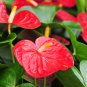 Anthurium Andraeanu Bonsai Plants Balcony Potted Anthurium Bonsai 100 PCS Seeds