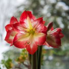 Amaryllis Amaryllis Flower Bonsai Amaryllis Hydroponic Plants 50 PCS Seeds