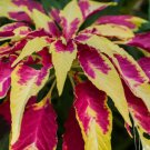 Amaranthus Tricolor Tri-color (Red Yellow Green) 200 PCS Seeds Amaranthus Tricolor Tri-color (Red Yellow Green) 200 PCS Seeds