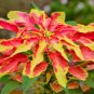Amaranthus Tricolor Tri-color (Red Yellow Green) 200 PCS Seeds