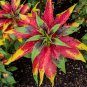 Amaranthus Tricolor Tri-color (Red Yellow Green) 200 PCS Seeds