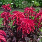 Amaranthus Tricolor Tri-color (Dark Red) 200 PCS Seeds