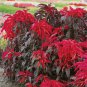 Amaranthus Tricolor Tri-color (Dark Red) 200 PCS Seeds