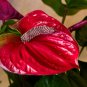 Anthurium 2 Colors Available 100 PCS Seeds