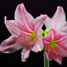 Amaryllis Cheap Amaryllis Flower The Barbados Lily Bonsai Pot 200 PCS Seeds Amaryllis Cheap Amaryllis Flower The Barbados Lily Bonsai Pot 200 PCS Seeds