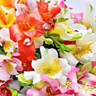 Alstroemeria Peruvian Lily Mixed 9 Colors 200 PCS Seeds Alstroemeria Peruvian Lily Mixed 9 Colors 200 PCS Seeds