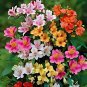 Alstroemeria Peruvian Lily Mixed 9 Colors 200 PCS Seeds