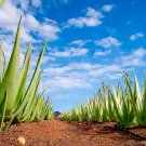 Aloe Vera Plant Herbal Succulent Bonsai Houseplants 50 PCS Seeds