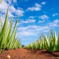 Aloe Vera Plant Herbal Succulent Bonsai Houseplants 50 PCS Seeds