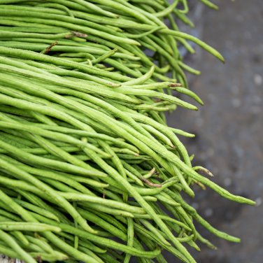 Vigna sinensis Yard Long Bean Mixed Red and Green Color 100 PCS Seeds