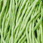 Vigna sinensis Yard Long Bean Mixed Red and Green Color 100 PCS Seeds