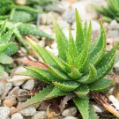 Aloe Vera Plant Herbal Succulent Bonsai Houseplants 100 PCS Seeds
