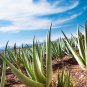 Aloe Vera Plant Herbal Succulent Bonsai Houseplants 100 PCS Seeds