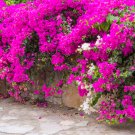 Thailand Bougainvillea Mixed Purple Red White Orange 100 PCS Seeds