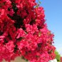 Thailand Bougainvillea Mixed Purple Red White Orange 100 PCS Seeds