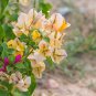 Thailand Bougainvillea Mixed Purple Red White Orange 100 PCS Seeds