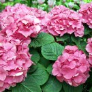 'Vanilla Strawberry' Hydrangea Flower Red Rose Red White Colorful 20 PCS Seeds
