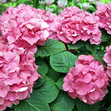 'Vanilla Strawberry' Hydrangea Flower Red Rose Red White Colorful 20 PCS Seeds