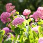 'Vanilla Strawberry' Hydrangea Flower Red Rose Red White Colorful 20 PCS Seeds