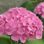 'Vanilla Strawberry' Hydrangea Flower Red Rose Red White Colorful 20 PCS Seeds