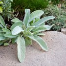 Stachys byzantina Lamb's Ear 100 PCS Seeds