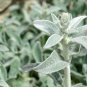 Stachys byzantina Lamb's Ear 100 PCS Seeds